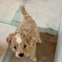 Cooper - Sable male Bernedoodle puppy in Leesport, Pennsylvania from Bechtel’s Doodles