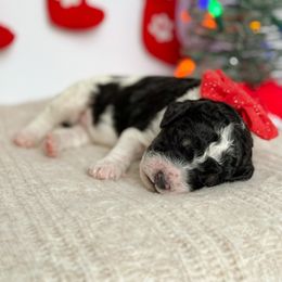 Oz - Parti male Poodle puppy in Bellville, Ohio from Cedar Ridge Standard Poodles