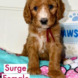 Surge - Red  female Goldendoodle puppy in Beecher, Illinois from Erica’s Doodles