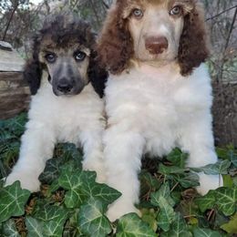 Poodle Puppies from Granny's Poodles