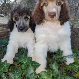 Poodle Puppies from Granny's Poodles