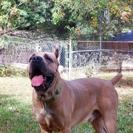 Bo - Cane Corso