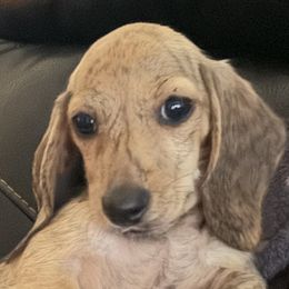 Cardigan Welsh Corgis and Dachshunds from ChezBeale