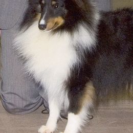 Shetland Sheepdogs from Oak Dale Shelties