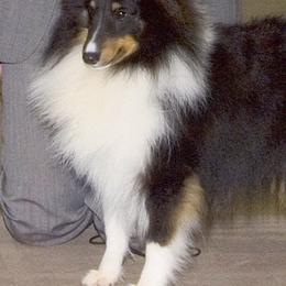 Shetland Sheepdogs from Oak Dale Shelties