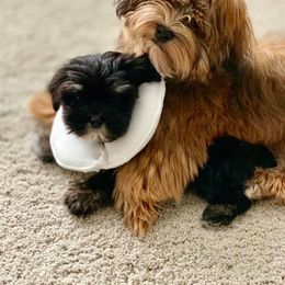 Havanese Puppies from Selah Havanese