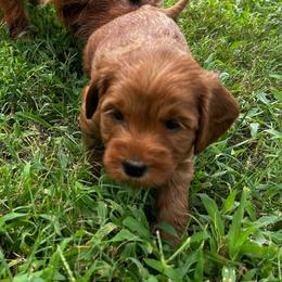 Jane (Purple Collar) - Red  female Goldendoodle puppy in China Grove, North Carolina from Lasting Legacy Family Dogs