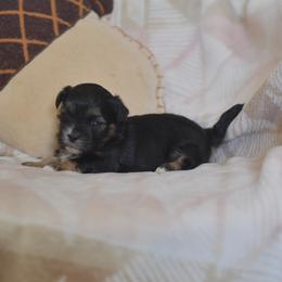 Buttermilk - Black and white male Shichon puppy in Delta, Colorado from PTK Ranch