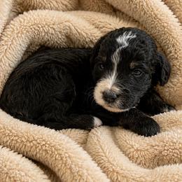 Little Joe - Phantom male Bernedoodle puppy in Holden, Missouri from Mid-West Bernedoodles