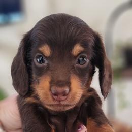 Spanky - Chocolate and tan male Dachshund puppy in Goodman, Missouri from Jessica's Dashing Dachsunds and Chihuahuas