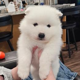Rolo - White and biscuit male Samoyed puppy in West Jordan, Utah from Rocky Mountain Samoyeds