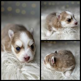 Dorothy - Merle female Pomsky puppy in Rossville, Georgia from Scenic City Pomskies