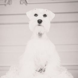 Kingston  - Miniature Schnauzer