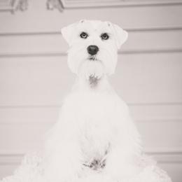 Kingston  - Miniature Schnauzer