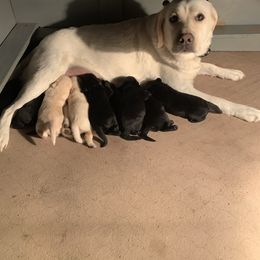 Labrador Retriever Puppies from Red Brush Labs