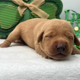 Gray - Yellow female Labrador Retriever puppy in Heath Springs, South Carolina from Rich Hill Retrievers