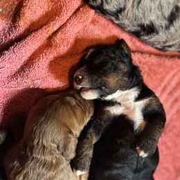 Bernedoodle and Labradoodle Puppies from Zehr’s Labradoodles