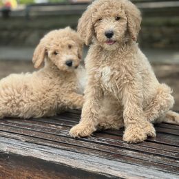 Poodle Puppies from The Breedery