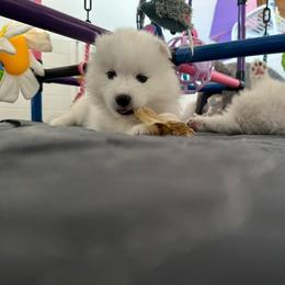 Girl 2 - White female Samoyed puppy in Phoenix, Arizona from Diamond Star Samoyeds