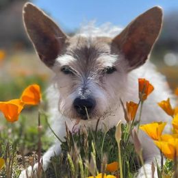 Parson Russell Terriers from Dawn's Parson Russell Terriers