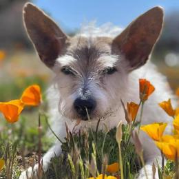 Parson Russell Terriers from Dawn's Parson Russell Terriers