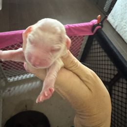 Unavailable - Apricot male Aussiedoodle puppy in Bakersfield, California from Annie's Aussies