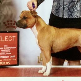 Reese - Staffordshire Bull Terrier