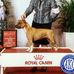 Reese - Staffordshire Bull Terrier