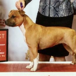 Reese - Staffordshire Bull Terrier