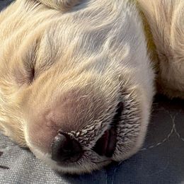 Golden Retriever Puppies from PSI LOVE YOU Goldens