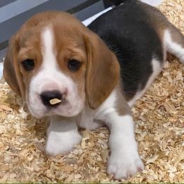 Beagle and German Shepherd Puppies from Synastry Beagles
