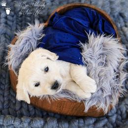 Golden Retriever and Jack Russell Terrier Puppies from VS Golden Fields