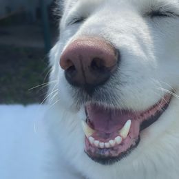 Siberian Husky All Grown Up from Moon Huskies