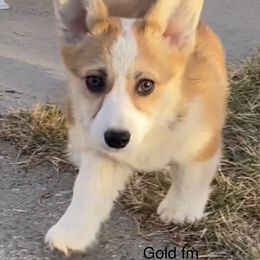 Pembroke Welsh Corgi Puppies from Eaglerock Kennel