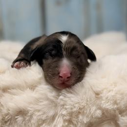 Zirconium - Blue male Australian Labradoodle puppy in Brush Prairie, Washington from Fancy Pants Labradoodles