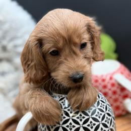 Rochester - Red male Double Doodle puppy in Hayden, Alabama from Agape Southern Farms