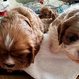 Cavalier King Charles Spaniel Puppies from Crosby's Cavaliers
