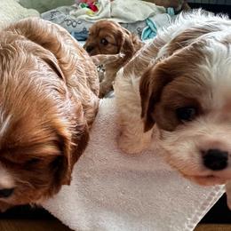 Cavalier King Charles Spaniel Puppies from Crosby's Cavaliers