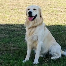 Banner - Golden Retriever