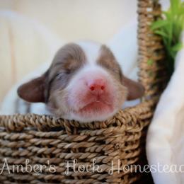 Orange - Dapple male Dachshund puppy in Allons, Tennessee from Amber's Flock Homestead