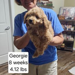 Green collar, Georgie - Apricot female Goldendoodle puppy in Fairmount, Indiana from Capens' Doodles,Poodles and Poo's