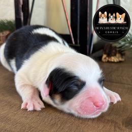 Candy - Black and tan female Pembroke Welsh Corgi puppy in Muldrow, Oklahoma from Dean’s Rustic Ranch Corgis and Horses