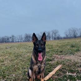 German Shepherd puppies from Von Holbrook Kennels