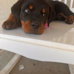Girl 1 - Black and mahogany Rottweiler puppy in Yucaipa, California from Roush Rotts