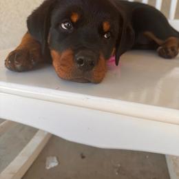 Girl 1 - Black and mahogany Rottweiler puppy in Yucaipa, California from Roush Rotts