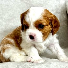 Stella - Blenheim Cavalier King Charles Spaniel puppy in Dawsonville, Georgia from Ayerloom Cavaliers