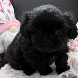 Graham - Black male Shih Tzu puppy in Stafford, Virginia from Bayview Pups