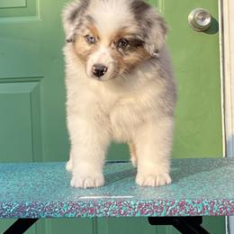 Australian Shepherd Puppies from Storybrooke Australian Shepherds