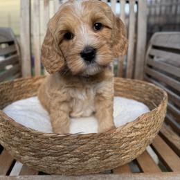Puno - Caramel red male Australian Labradoodle puppy in Morgan Hill, California from Loving Labradoodle