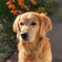 Lilly - Golden Retriever